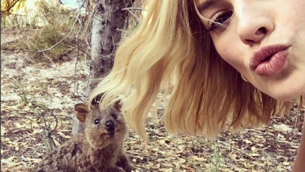 Margot Robbie's quokka selfie has attracted close to 2 million 'likes'.
