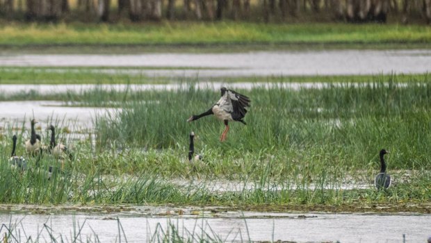 Birdlife at the Mungulla Wetlands.