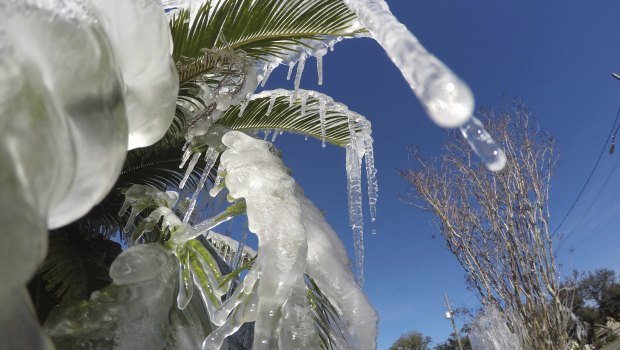 Water is frozen on a tree in Fort Walton Beach, Florida.