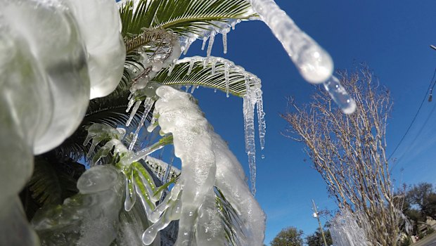 Water is frozen on a tree in Fort Walton Beach, Florida.