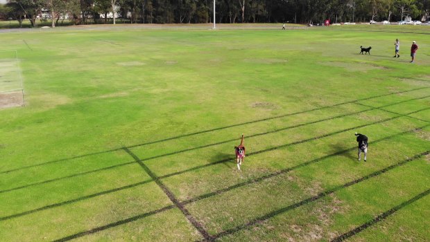 Some dogs at the park became extremely interested in the drone.