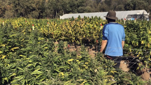 The marijuana business in California is predicted to become 'bifurcated' as small growers give up trying to meet regulatory requirements.