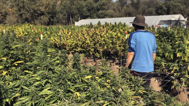 The marijuana business in California is predicted to become 'bifurcated' as small growers give up trying to meet regulatory requirements.