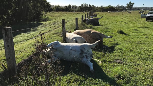 The cows were found laying dead in a row last week.