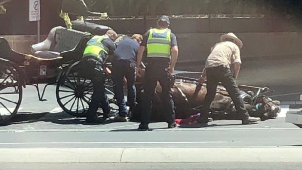 A horse that had fallen near Crown Casino while pulling a carriage.