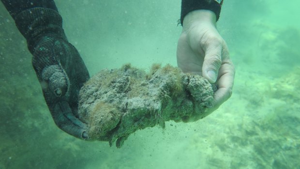 Shark Bay, one of the world's largest intact seagrass regions was hammered in a marine heatwave that lasted two months in the summer of 2010-11.