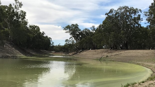 The Darling River is barely flowing south of Menindee Lakes. (The photo was taken on February 18 this year.)