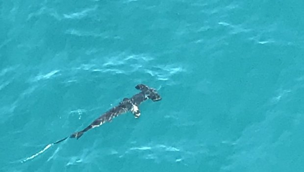 Surf lifesavers spotted several hammerhead and bronze whaler sharks off the Surf Coast on Saturday. Picture: Westpac Helicopters