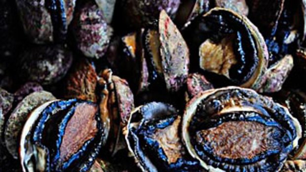 Abalone retails for around $100 a kilo. 