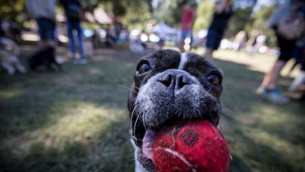 Mad Paws has hosted Australia's largest dog party. 