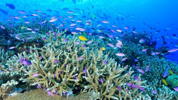 Coral reefs provide important habitats for many species,  such this reef at Tufi in Papua New Guinea.