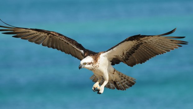 An Osprey swooping down.