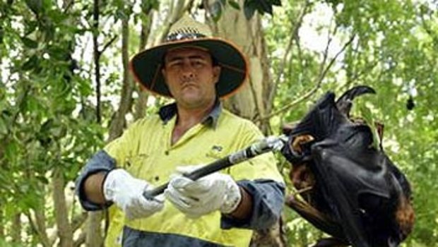 A council worker picks up dead fruit bats for disposal.