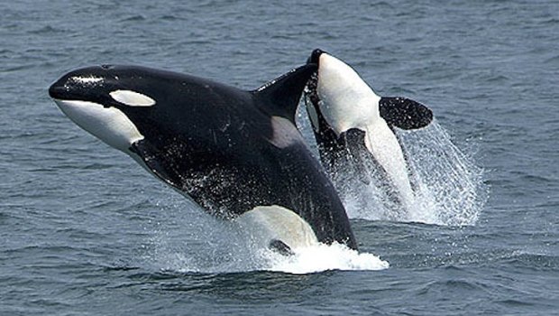 Orcas can live for more than 100 years in the wild. 
