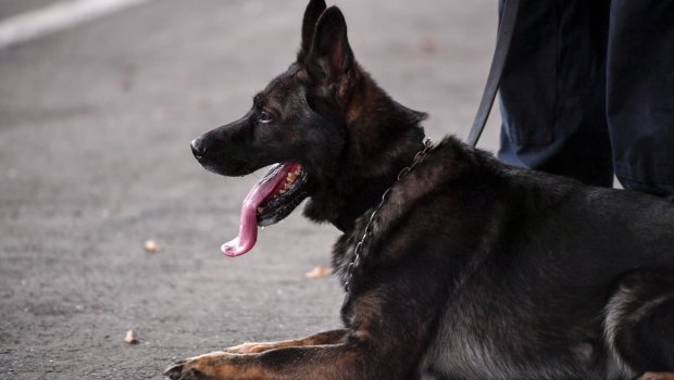 Nine police dogs have fallen sick.