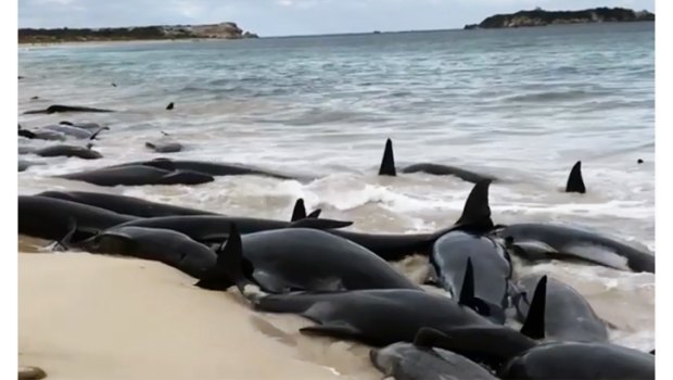 150 pilot whales were beached at Hamelin Bay in WA.