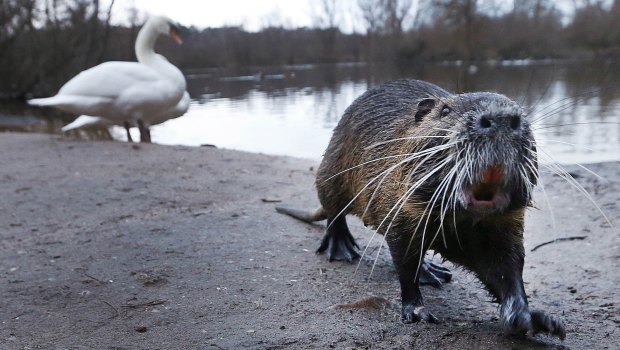 A nutria walks away from a swan .