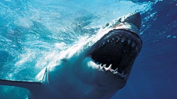 Around 5500 great white sharks inhabit east coast waters to New Zealand, CSIRO research says.