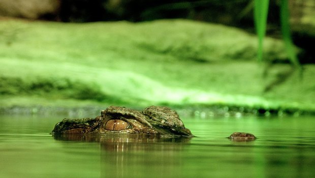 A study has found warmer water reduces the amount of time a juvenile crocodile can spend underwater hiding from predators.