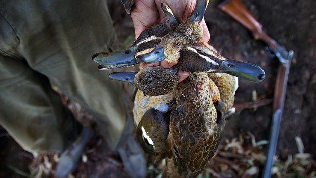 This year's duck-hunting season begins on Saturday.