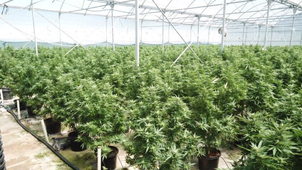 Police seized thousands of cannabis plants from properties near Esk.