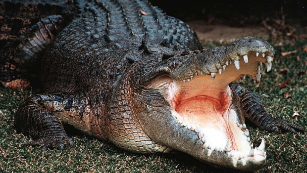 Crocodiles could be killed and their eggs hunted, under a re-introduced Katter's Australian Party bill.