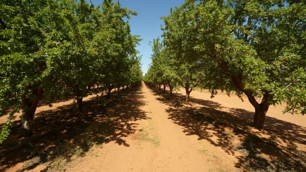 Almond prices look set to rise.