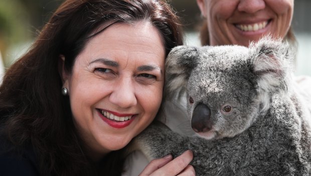Premier Annastacia Palaszczuk spent the morning of her second-last day of campaigning cuddling a koala at Australia Zoo.