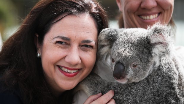 Premier Annastacia Palaszczuk spent the morning of her second-last day of campaigning cuddling a koala at Australia Zoo.