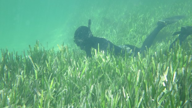 Shark Bay was home to about 4000 square-kilometres of seagrass meadows, one of the world's largest areas.