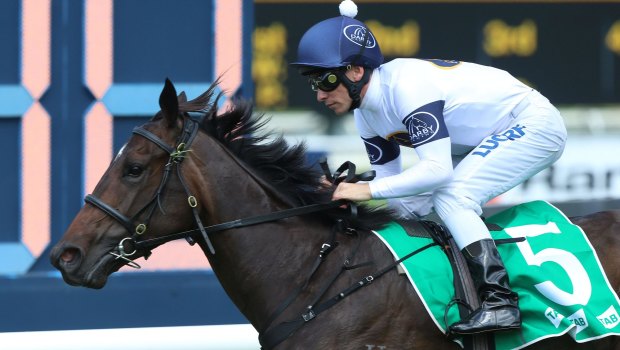 Championship choice: She Will Reign is ready to fly in the William Reid Stakes on Friday.