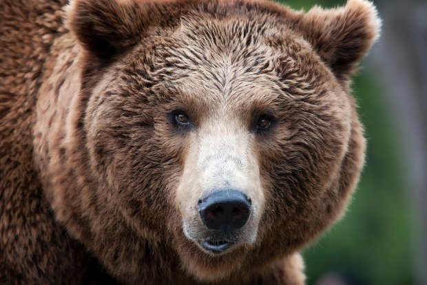 Yellowstone grizzly bear taken off endangered list