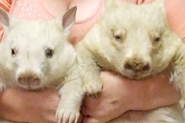 White Wombats Not Your Average Marsupials