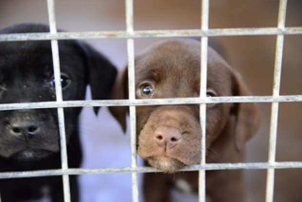 how long is dog quarantine in australia