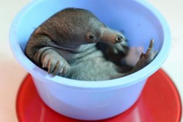 Baby Echidna Born At Australia Zoo