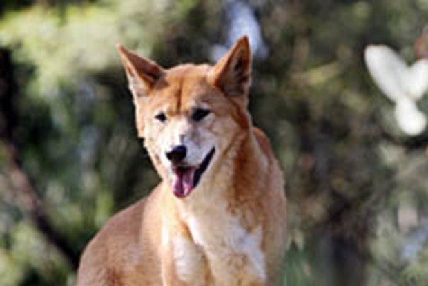 are dingoes dangerous