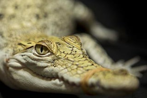 A rare Pearl beats the crocodile odds