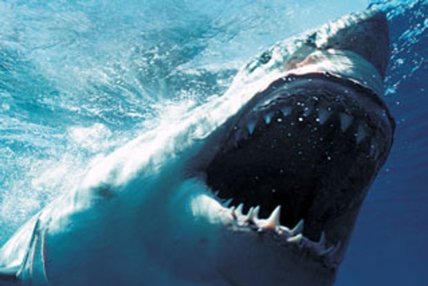 Western Australia shark mystery sparks bigger questions over ocean