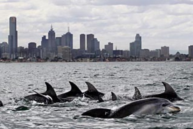 dolphins in port phillip bay