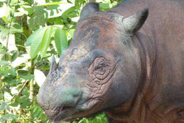 Hidden cameras reveal rare Sumatran rhino