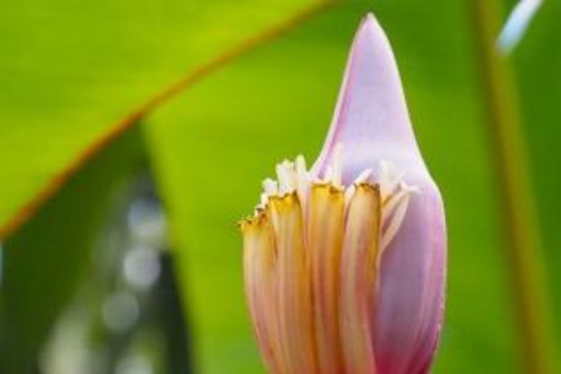 Single banana isolated. Beautiful, edible yellow banana. Bunch of