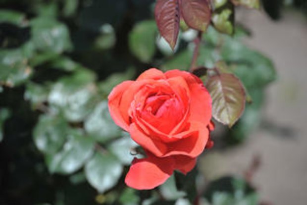 where to find roshes