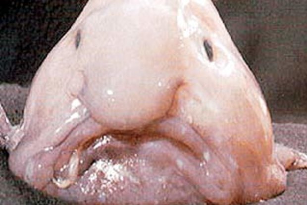 Blobfish Named World's Ugliest Animal 
