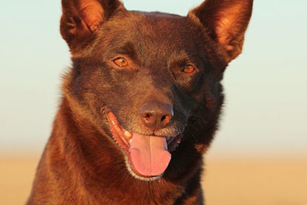 what kind of dog is red dog