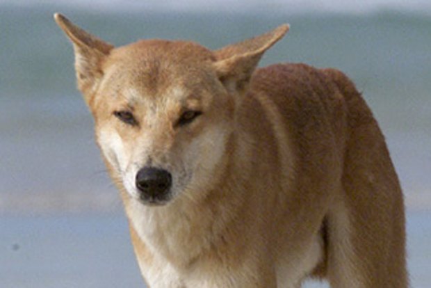 Dingo 'humanely destroyed' after attacks on two children in