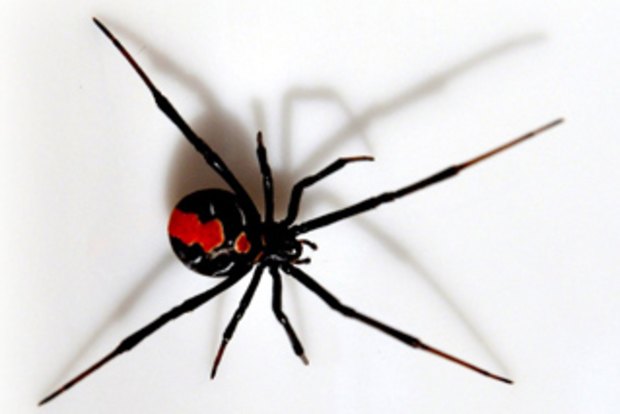 укус радиоактивного паука. паук из человека паука который укусил. радиоактивный паук питера паркера. питер паркер укус паука. радиоактивный паук питера паркера.