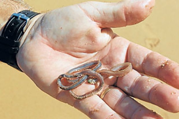 Quick! Before the worm turns