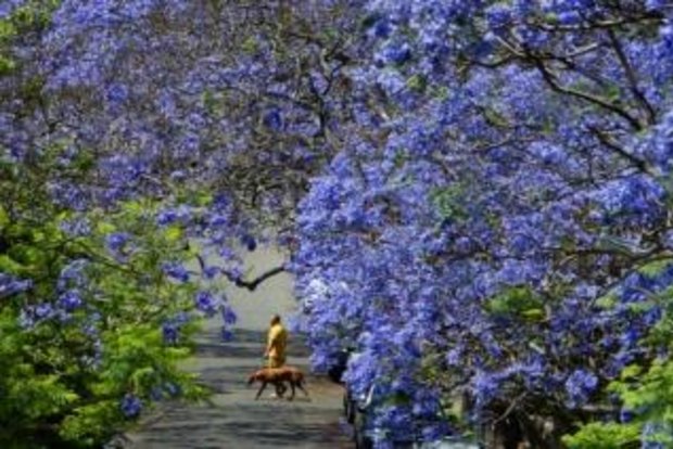 Solved Lachlan has a Jacaranda growing in his yard. One of