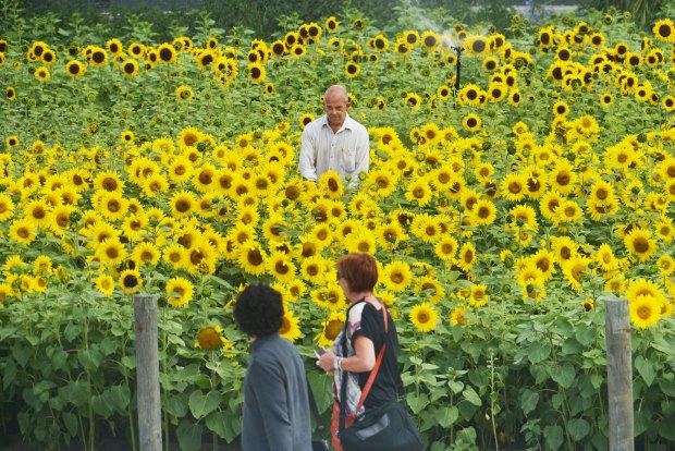 Sunflowers In Full Bloom The Middle