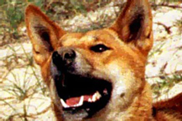 Dingo attacks child on Fraser Island